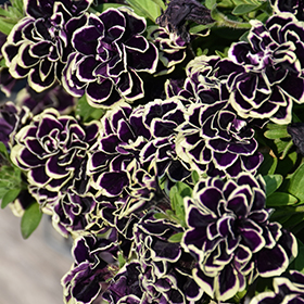 Plant Photo 10