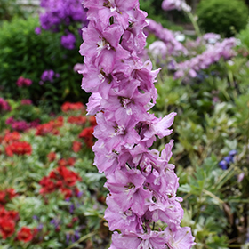 Plant Photo 9