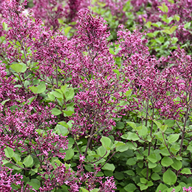 Plant Photo 4