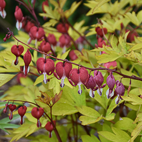 Plant Photo 4