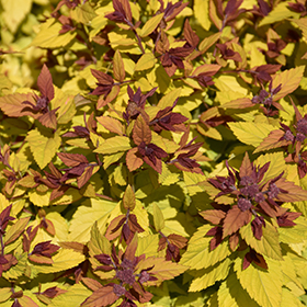 Plant Photo 3