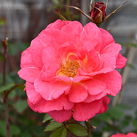 Plant Photo 2