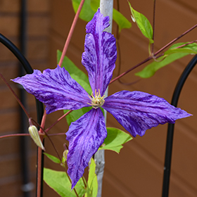 Plant Photo 10
