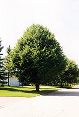 Littleleaf Linden (Tilia cordata) at Hunniford Gardens
