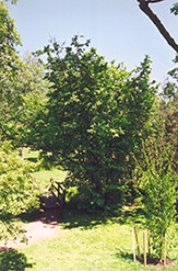 European Hazelnut (Corylus avellana) at Hunniford Gardens