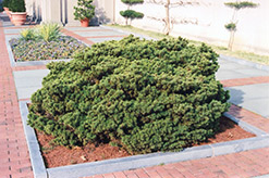 Dwarf Norway Spruce (Picea abies 'Nana') at Hunniford Gardens