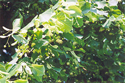 Littleleaf Linden (Tilia cordata) at Hunniford Gardens