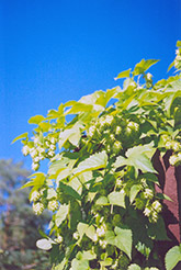 Hops (Humulus lupulus) at Hunniford Gardens