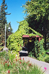 Hops (Humulus lupulus) at Hunniford Gardens