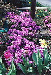Ramapo Rhododendron (Rhododendron 'Ramapo') at Hunniford Gardens