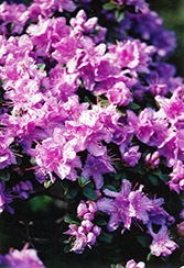 Ramapo Rhododendron (Rhododendron 'Ramapo') at Hunniford Gardens