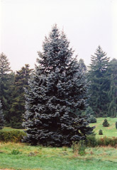Hoopsii Blue Spruce (Picea pungens 'Hoopsii') at Hunniford Gardens