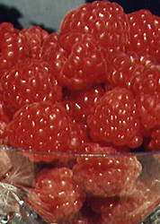 Souris Raspberry (Rubus 'Souris') at Hunniford Gardens