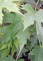 Silver Cloud Silver Maple (Acer saccharinum 'Silver Cloud') at Hunniford Gardens