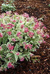 Raspberry Ice Lungwort (Pulmonaria 'Raspberry Ice') at Hunniford Gardens