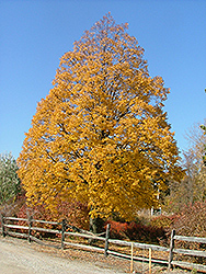 Corinthian Linden (Tilia cordata 'Corinthian') at Hunniford Gardens