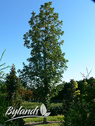 Top Gun Bur Oak (Quercus macrocarpa 'Top Gun') at Hunniford Gardens