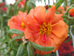 Happy Hour Orange Portulaca (Portulaca grandiflora 'PAS752674') at Hunniford Gardens