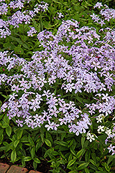 Woodland Phlox (Phlox divaricata) at Hunniford Gardens