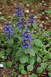 Caitlin's Giant Bugleweed (Ajuga reptans 'Caitlin's Giant') at Hunniford Gardens