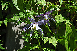 Blue Bird Clematis (Clematis macropetala 'Blue Bird') at Hunniford Gardens