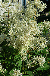 White Fleeceflower (Persicaria polymorpha) at Hunniford Gardens
