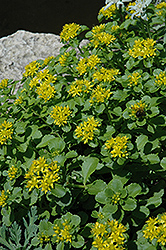 Russian Stonecrop (Sedum kamtschaticum) at Hunniford Gardens