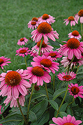 Ruby Star Coneflower (Echinacea purpurea 'Rubinstern') at Hunniford Gardens