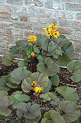 Britt Marie Crawford Rayflower (Ligularia dentata 'Britt Marie Crawford') at Hunniford Gardens