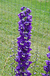 Magic Fountains Dark Blue White Bee Larkspur (Delphinium 'Magic Fountains Dark Blue White Bee') at Hunniford Gardens