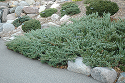 Hughes Juniper (Juniperus horizontalis 'Hughes') at Hunniford Gardens