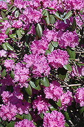 P.J.M. Rhododendron (Rhododendron 'P.J.M.') at Hunniford Gardens
