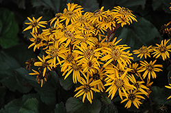 Britt Marie Crawford Rayflower (Ligularia dentata 'Britt Marie Crawford') at Hunniford Gardens