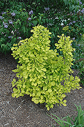 Golden Spirit Smokebush (Cotinus coggygria 'Golden Spirit') at Hunniford Gardens