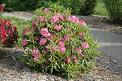 Haaga Rhododendron (Rhododendron 'Haaga') at Hunniford Gardens