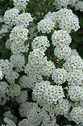 Renaissance Spirea (Spiraea x vanhouttei 'Renaissance') at Hunniford Gardens