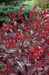 Purpleleaf Sandcherry (Prunus x cistena) at Hunniford Gardens