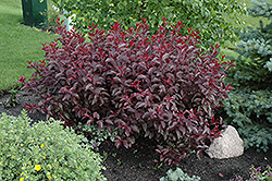 Purpleleaf Sandcherry (Prunus x cistena) at Hunniford Gardens