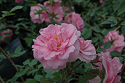 John Davis Rose (Rosa 'John Davis') at Hunniford Gardens