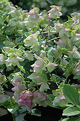 Kent Beauty Oregano (Origanum rotundifolium 'Kent Beauty') at Hunniford Gardens
