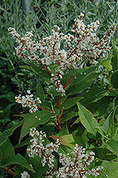 White Fleeceflower (Persicaria polymorpha) at Hunniford Gardens