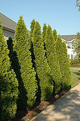 Emerald Green Arborvitae (Thuja occidentalis 'Smaragd') at Hunniford Gardens
