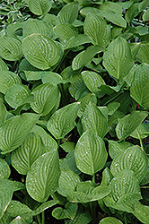 Royal Standard Hosta (Hosta 'Royal Standard') at Hunniford Gardens