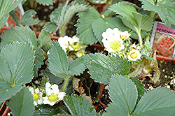 Kent Strawberry (Fragaria 'Kent') at Hunniford Gardens