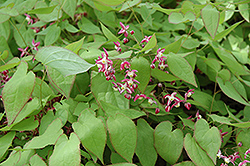 Bishop's Hat (Epimedium grandiflorum) at Hunniford Gardens