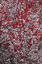 Purpleleaf Sandcherry (Prunus x cistena) at Hunniford Gardens