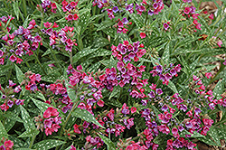 Raspberry Splash Lungwort (Pulmonaria 'Raspberry Splash') at Hunniford Gardens