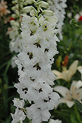 Magic Fountains White Dark Bee Larkspur (Delphinium 'Magic Fountains White Dark Bee') at Hunniford Gardens