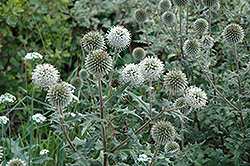 Arctic Glow Globe Thistle (Echinops sphaerocephalus 'Arctic Glow') at Hunniford Gardens