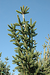 Columnar Norway Spruce (Picea abies 'Cupressina') at Hunniford Gardens